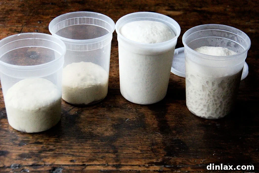 Lahey no-knead pizza dough stored in clear quart containers, showing significant rise after two days in the refrigerator, indicating proper cold fermentation.