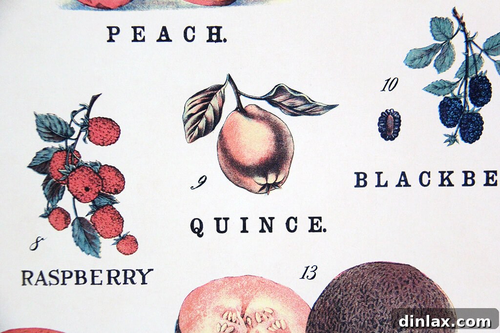 Detailed illustration of a quince from a Cavallini fruit print.
