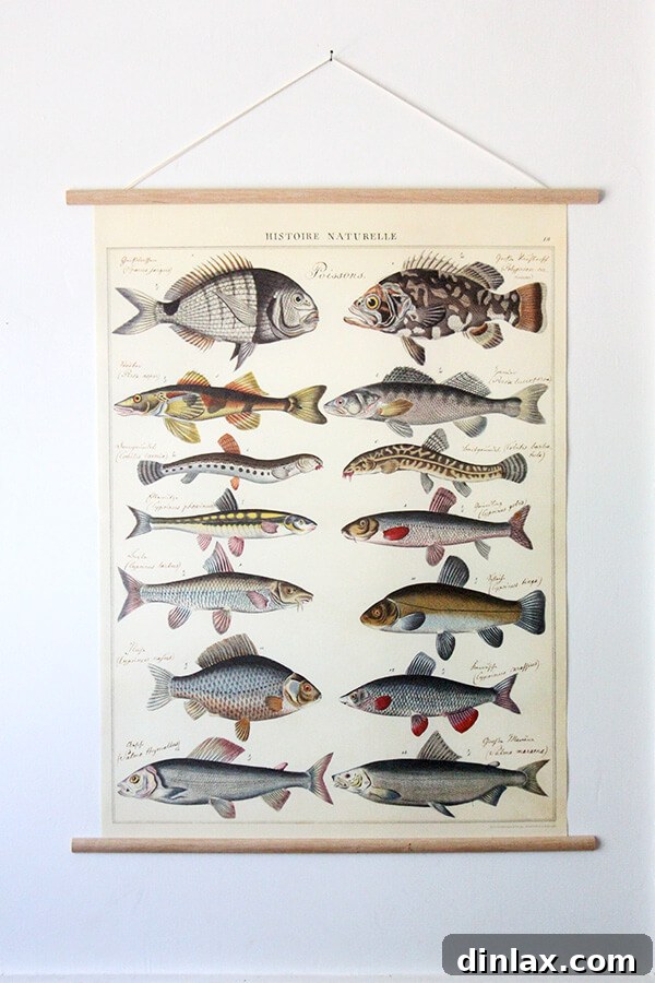 Cavallini Fish Poster featuring a collection of detailed fish illustrations.