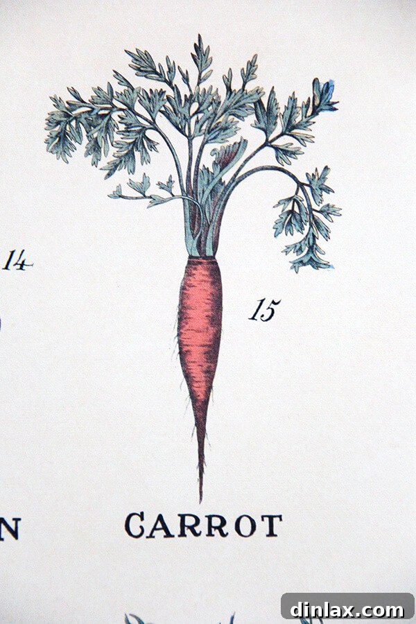 Close-up of a vintage carrot illustration from a Cavallini print.