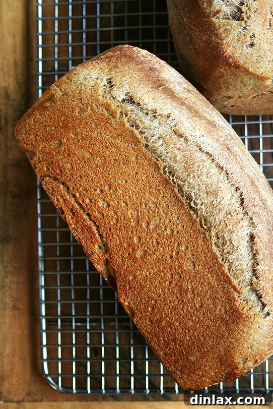 Two loaves of golden brown honey whole wheat bread cooling on a rack.