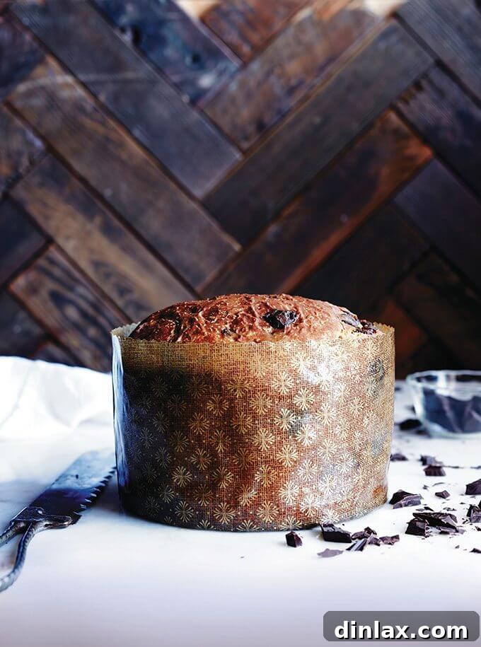 Baked chocolate-studded panettone bread recipe wrapped in large paper mould, perfect for festive occasions.