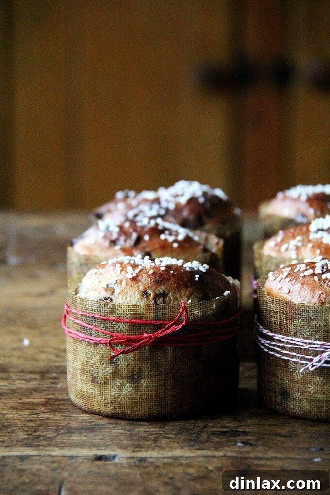 Ultimate Chocolate Panettone 9 A close-up of six beautifully wrapped mini chocolate-studded panettone breads, showcasing their festive presentation with baker's twine and rustic charm.