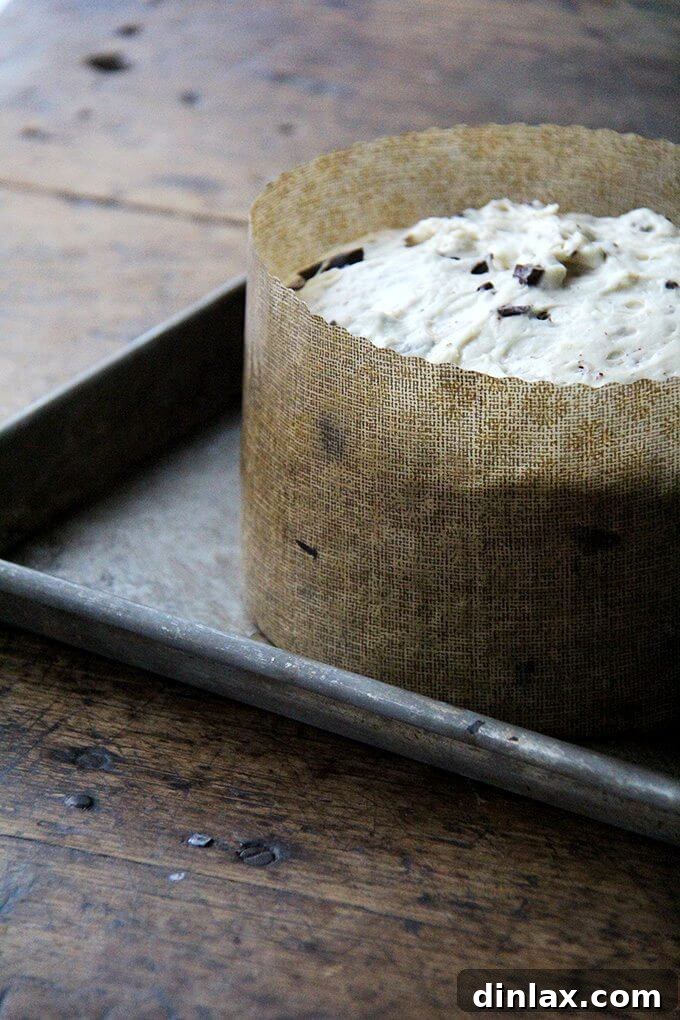Chocolate-studded panettone dough gracefully rising within a large paper mold, marked for optimal proofing.