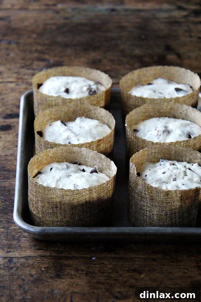 Ultimate Chocolate Panettone 5 A cluster of six mini chocolate-studded panettone doughs, beautifully rising in their individual small paper molds, ready for the oven.