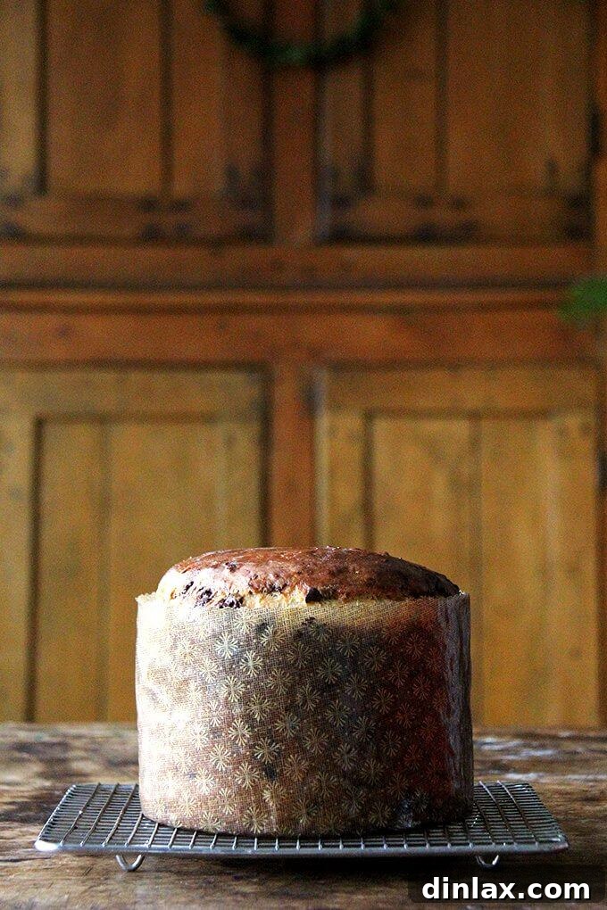 Scented with vanilla, loaded with dark chocolate, this Chocolate-Studded Panettone is a nice one to have on hand for holiday brunches or teas, and it makes a great gift. Wrapped with baker's twine, no matter how behind in holiday-gift buying I may be, a homemade chocolate-studded parcel can always come to the rescue. // alexandracooks.com A single Chocolate-studded panettone bread, freshly baked and still in its paper mold, resting on a cooling rack, filling the air with its sweet aroma.