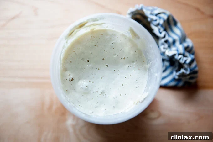 Mastering Sourdough: A Step-by-Step Homemade Journey 5 A bubbly, active sourdough starter, indicating it's ready for use.