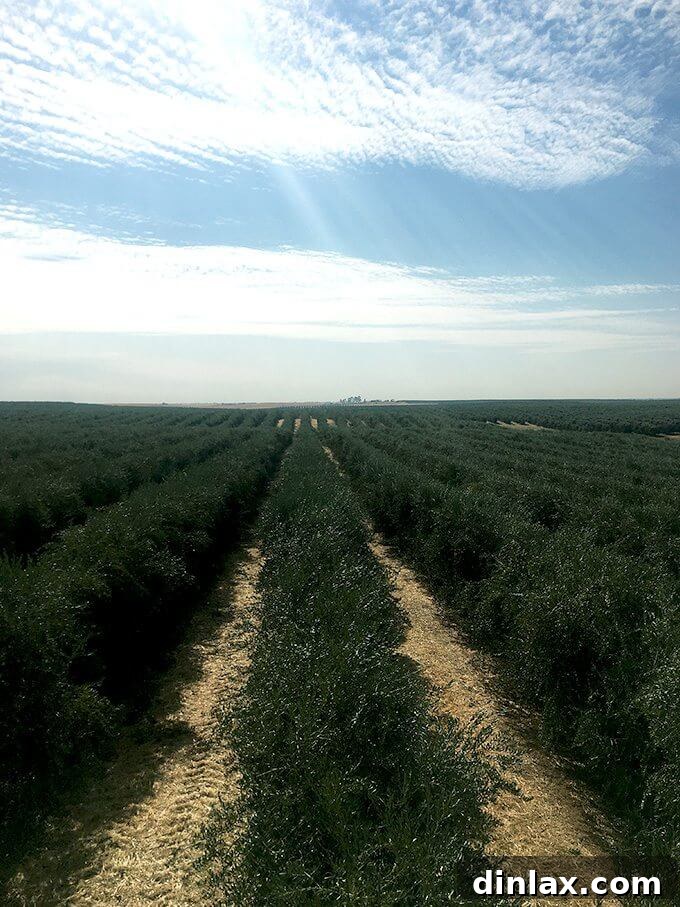 California Olive Ranch The 2017 Olive Harvest 18 A scenic road winding through the California landscape, inviting exploration.
