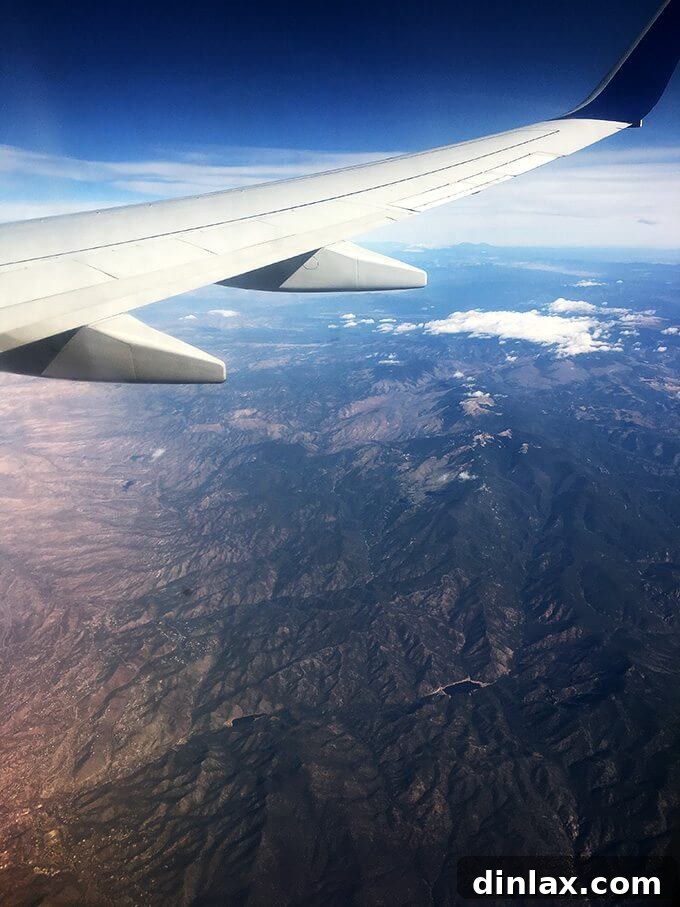 California Olive Ranch The 2017 Olive Harvest 2 Freshly harvested olives being transported on their way to the processing bin.