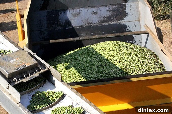 California Olive Ranch The 2017 Olive Harvest 4 A large pile of freshly harvested olives at the processing facility, indicating a bountiful harvest.