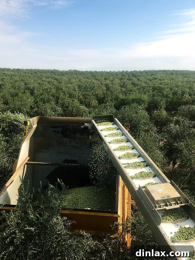 The extensive olive groves, a testament to California's agricultural prowess. A panoramic view of an olive grove stretching to the horizon under the California sky.