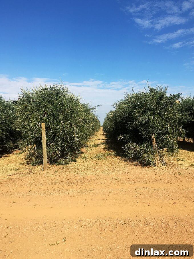 California Olive Ranch The 2017 Olive Harvest 5 Rows of well-maintained olive trees in a vast California grove.
