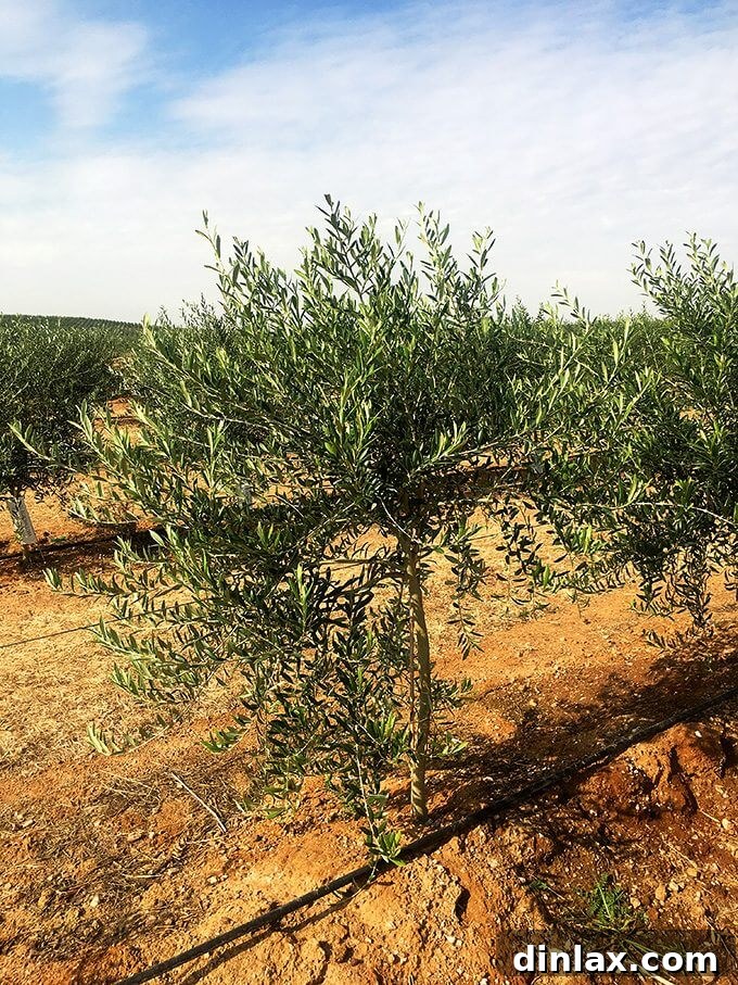 California Olive Ranch The 2017 Olive Harvest 7 A small, young olive tree, symbolizing new growth and future harvests. It takes about 3 years for these trees to bear fruit, and they typically produce olives every other year.