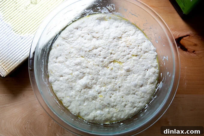 A bowl of focaccia dough after its extended fridge rise, showing its expanded, bubbly surface.