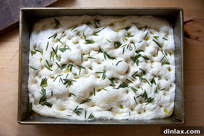 A 9x13-inch pan filled with dimpled focaccia dough, topped with fresh rosemary and flaky sea salt, glistening with olive oil.