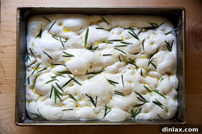 Unbaked focaccia dough, covered in dimples, in a 9x13-inch baking pan.