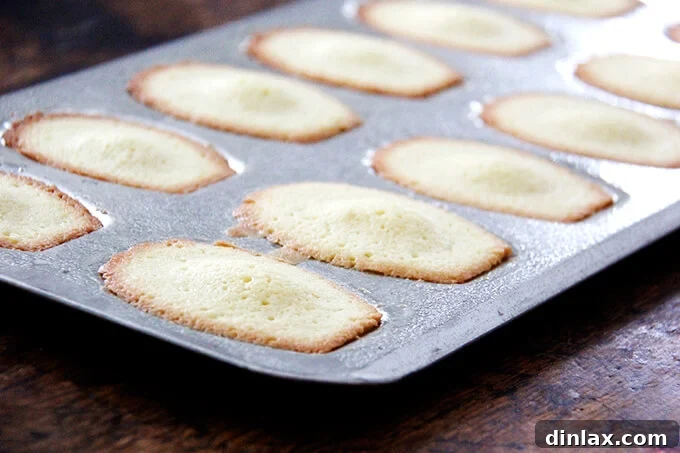An overhead shot of just-baked, golden-brown madeleines with perfect humps, still in the madeleine pan.