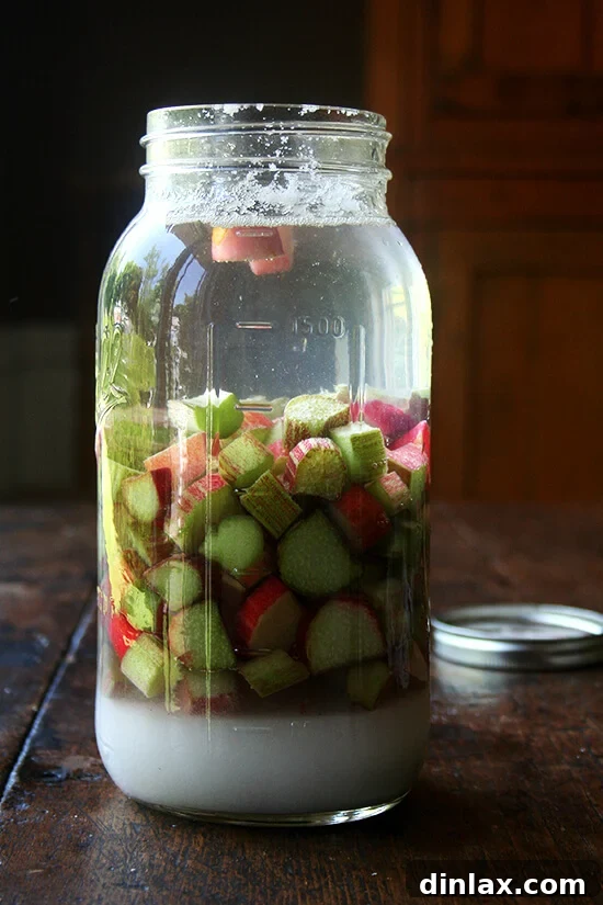 Rhubarb Schnapps Reimagined 6 A large Mason jar filled with chopped rhubarb, sugar, and vodka, illustrating the initial stage of the schnapps infusion.
