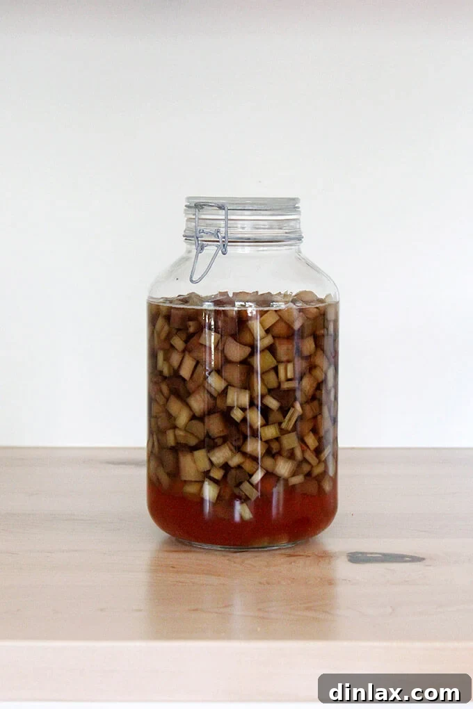 Rhubarb Schnapps Reimagined 9 A large jar of fully infused rhubarb schnapps, displaying its beautiful, rosy hue.