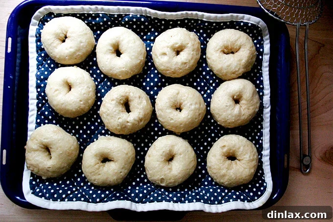 Freshly boiled bagels resting on a tea towel-lined sheet pan, allowing excess water to drain before topping.