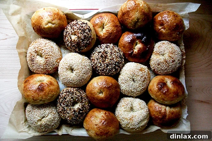 An array of beautifully baked homemade bagels, showcasing their golden crusts and inviting texture.