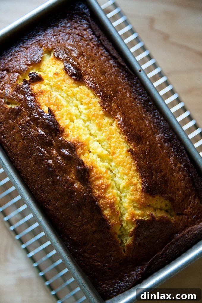 A close-up of a freshly baked orange ricotta pound cake, golden-brown and still warm, perfectly risen and ready for the final cooling stage.