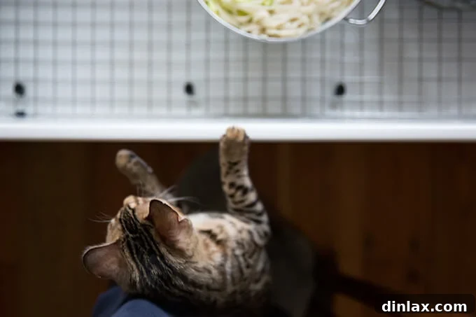 Sichuan Chili Express 11 our Bengal tiger kitty, Sassafras