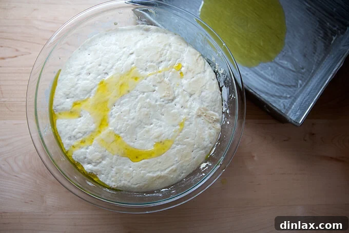 The Easiest Sourdough Focaccia: Perfect for Beginners 16 Sourdough focaccia dough after its initial rise, drizzled with olive oil and ready for shaping