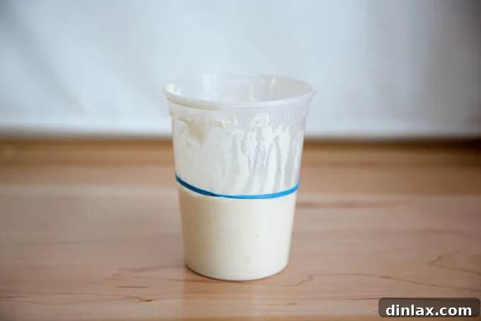 The Easiest Sourdough Focaccia: Perfect for Beginners 5 Sourdough starter beginning to rise, marked with a rubber band to track growth