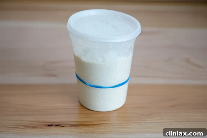 The Easiest Sourdough Focaccia: Perfect for Beginners 6 Sourdough starter successfully doubled in volume, indicating readiness for baking