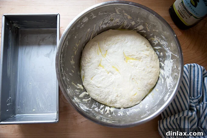 Sourdough sandwich bread dough gently deflated and ready for transfer to the loaf pan.