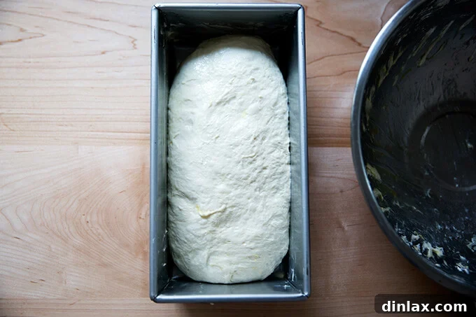 Sourdough sandwich bread dough transferred to a buttered loaf pan, ready for its second rise.