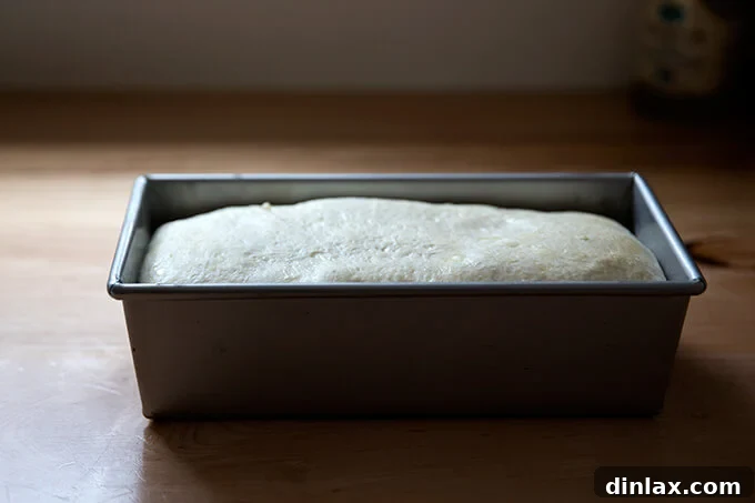Sourdough sandwich bread dough in the loaf pan, having risen to crown the rim, ready for baking.