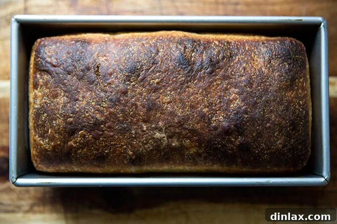 Freshly baked sourdough sandwich bread, still warm and cooling in the loaf pan.