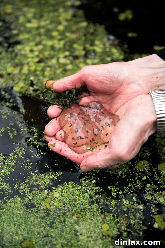 Margaret Roach gently holding salamander eggs found in her garden pond, showcasing the rich biodiversity.