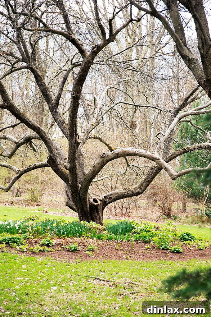 A majestic 125-year-old apple tree standing proudly in Margaret Roach's historic garden.