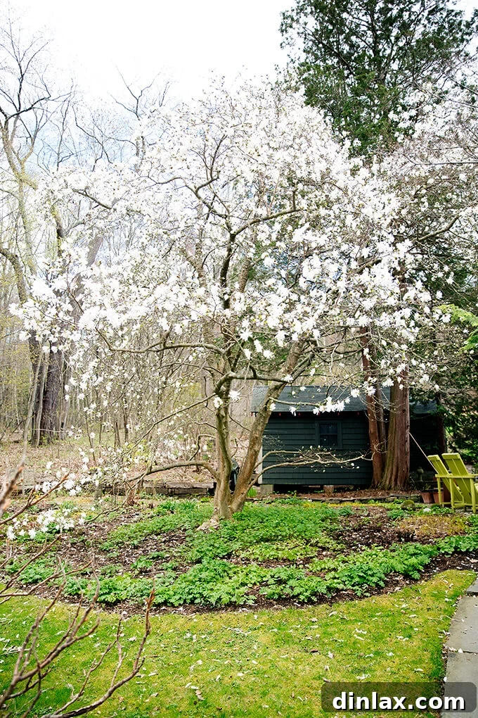 A beautiful, large blooming tree providing shade and color in Margaret Roach's enchanting garden.