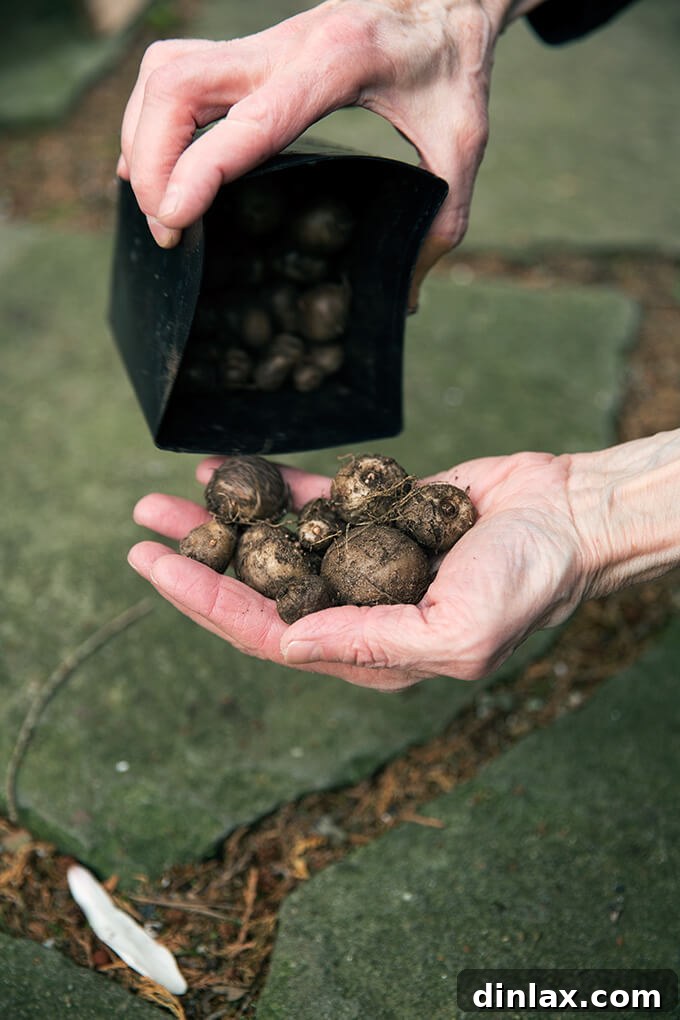 Margaret Roach holds a handful of unique Voodoo lily bulbs, ready for planting.