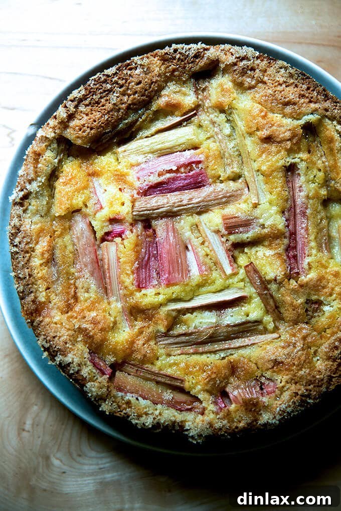 Creamy Rhubarb Dream Cake 2 A perfectly cooled rhubarb custard cake, ready to be sliced and enjoyed. Its vibrant rhubarb topping peeks through a golden, custardy base.