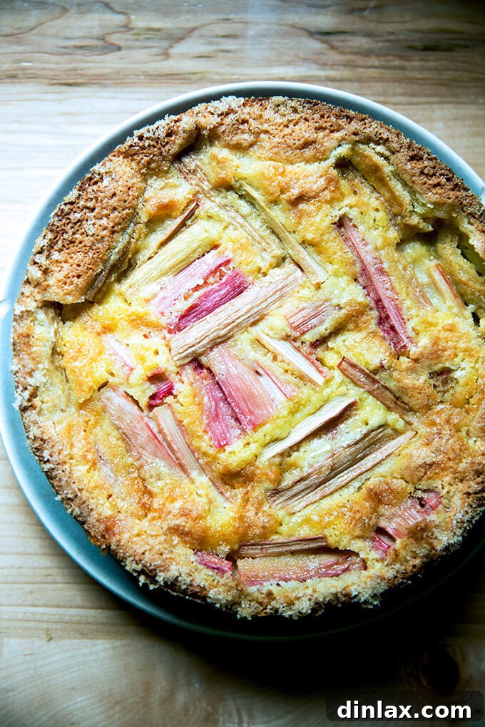 Creamy Rhubarb Dream Cake 9 A beautifully baked rhubarb custard cake, freshly out of the oven, its golden crust and vibrant rhubarb topping promising a delicious treat.
