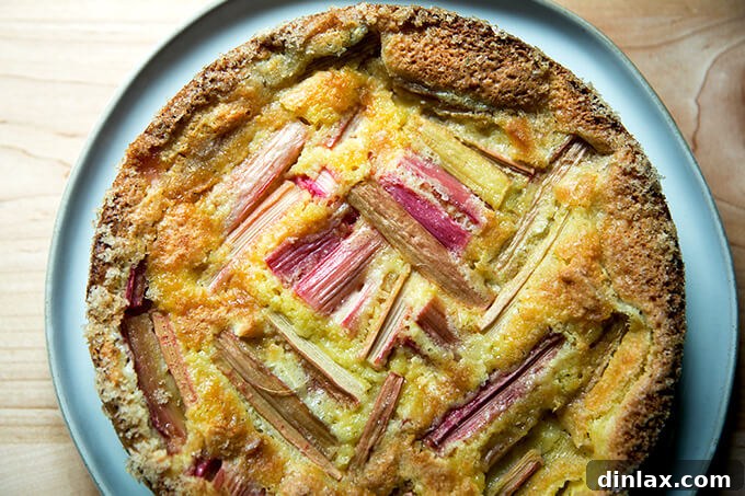 Creamy Rhubarb Dream Cake 10 The finished rhubarb custard cake, perfectly cooled and settled in its springform pan, showcasing its delightful golden-brown exterior.