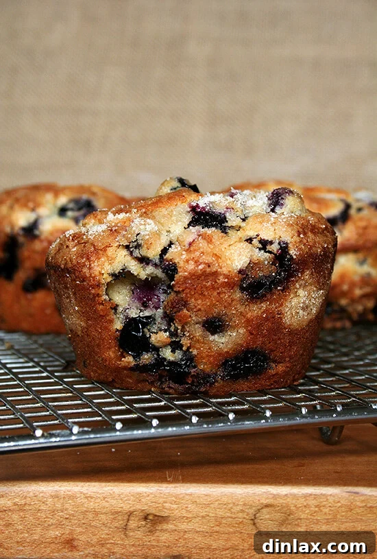 Up close shot of a single jumbo lemon-blueberry muffin, showing its sugar-crusted top and domed shape.