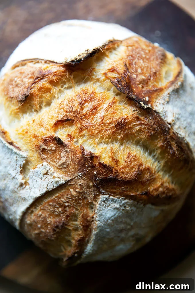 Simple Sourdough with a Hearty Whole Grain Touch 2 Freshly baked whole wheat sourdough boule with a beautiful crust.