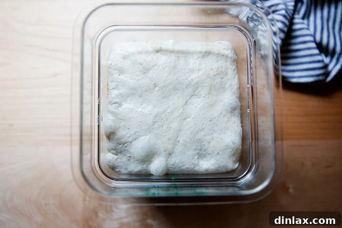 Simple Sourdough with a Hearty Whole Grain Touch 11 Sourdough focaccia dough, significantly risen and aerated, showing successful bulk fermentation.