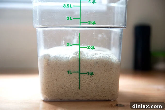Simple Sourdough with a Hearty Whole Grain Touch 12 A clear container of sourdough dough that has risen by approximately 50% in volume, indicating readiness for the next step.