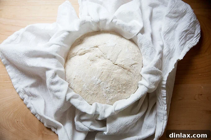 Simple Sourdough with a Hearty Whole Grain Touch 14 Another view of a bowl, lined with a tea towel, holding a round of sourdough in the refrigerator.