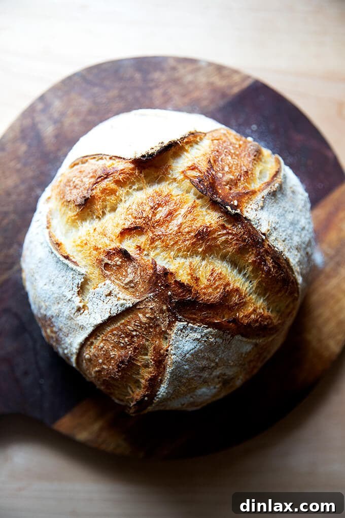 Simple Sourdough with a Hearty Whole Grain Touch 16 A perfectly baked sourdough boule, golden brown with a crisp crust, resting on a cooling rack.