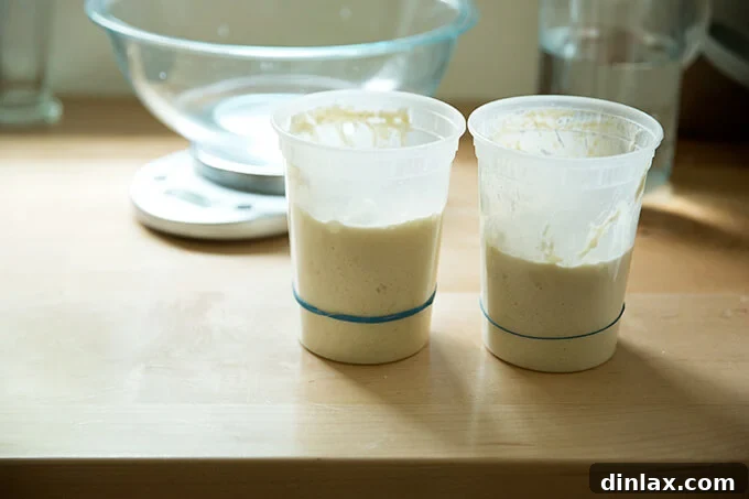 Simple Sourdough with a Hearty Whole Grain Touch 4 Two quart containers filled with vibrant, active sourdough starter that have doubled in volume, ready for baking.