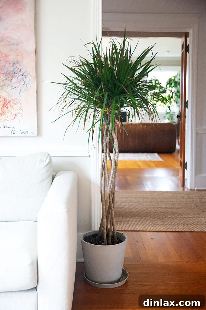 A tall, elegant Dracaena Marginata tree from Bloomscape, adding greenery to a modern home.