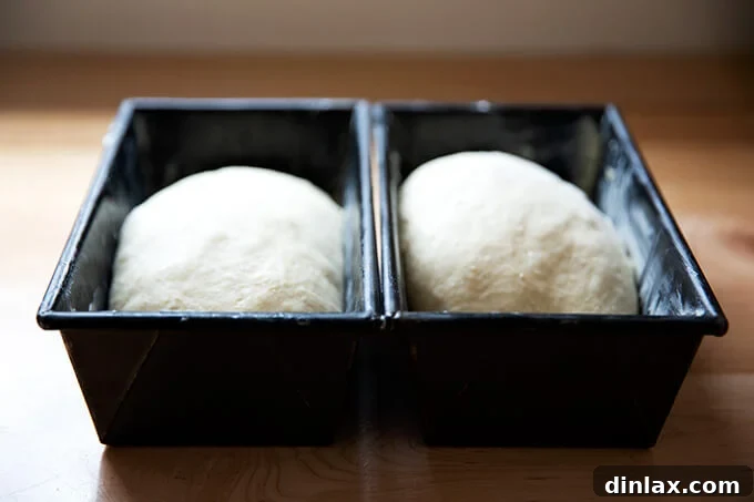 Brioche dough in loaf pans.